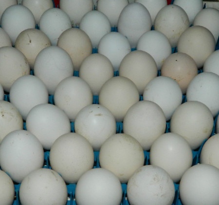 Icelandic Fertile Hatching Eggs - Per Dozen
