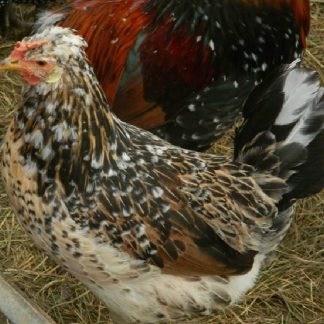 Icelandic Chickens